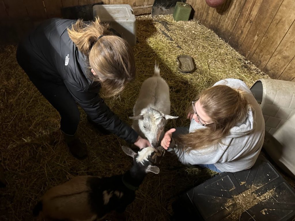 students pet goat