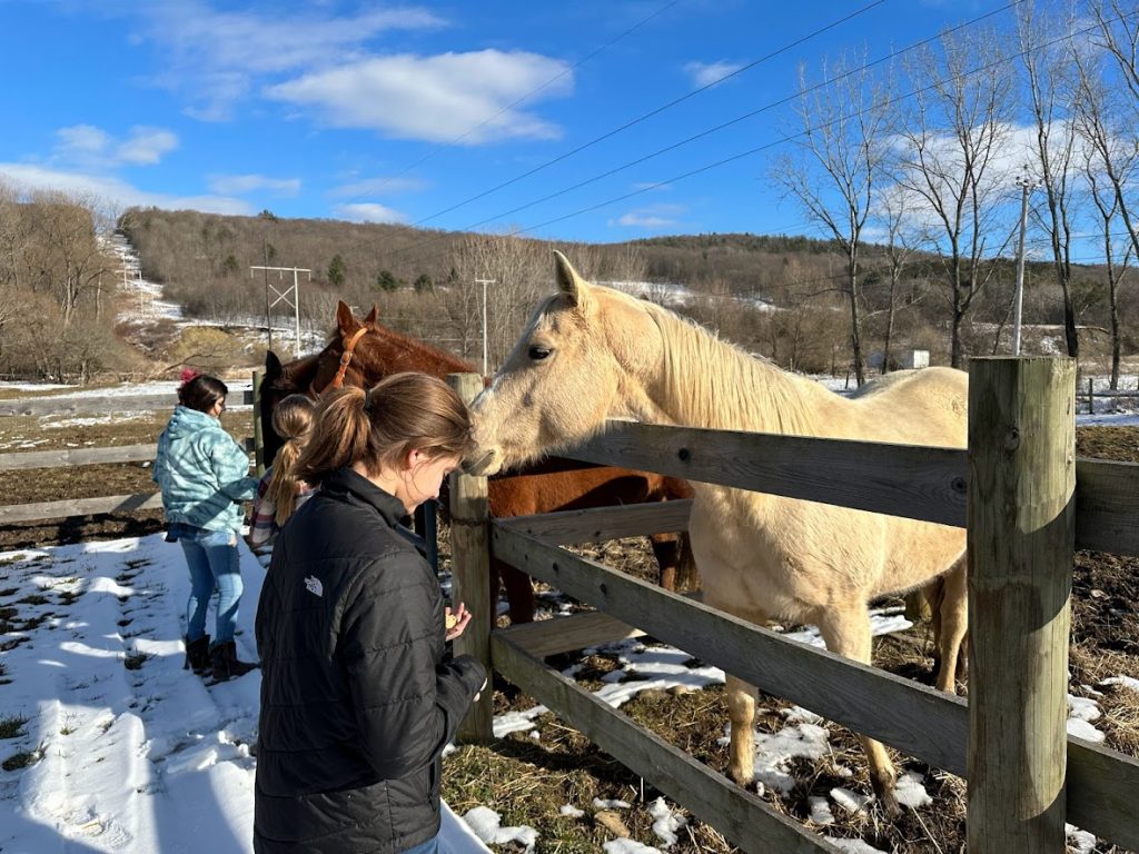 students feed horse