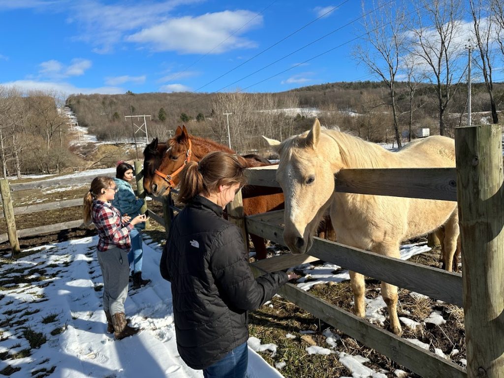 students feed horses