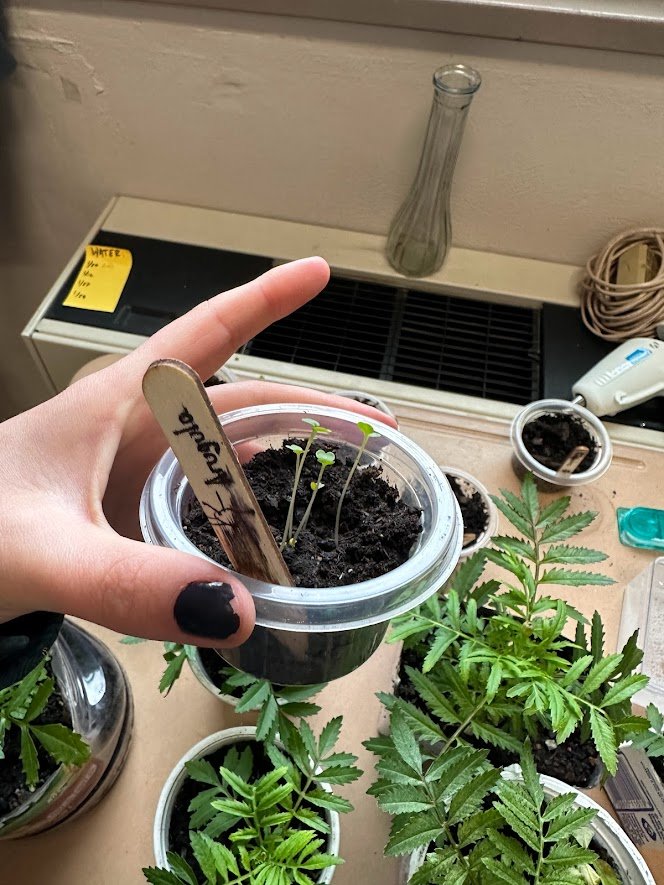 students plant marigolds