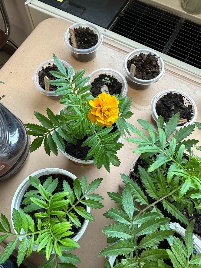 Grown and blooming marigolds